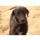 Chata, Labrador Mix - Hündin
