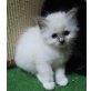 Chatherine, Heilige Birma - Katze