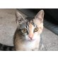 Chatty, Europäische Kurzhaarkatze - Katze