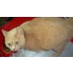 Chayenne, BKH-Mix - Katze