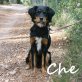 Che, Hovawart - Rüde