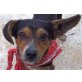 Cheeper, Kleinpinscher-Mix - Rüde