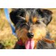 Cheesie, aufgeweckte kleine Hundedame - Hündin