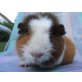 Chelsey, US-Teddy - weiblich
