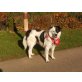 Chenna, Border Collie Mischling - Hündin