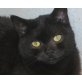 Cher, Britisch Kurzhaarkatze - Katze