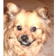 Cherie 3, Pekinesen-Spitz-Mischlingshündin - Hündin