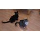 Cherie, Europäische Kurzhaarkatze - Kater
