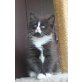 Cherie, Maine Coon - Katze