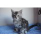 Cherie, Maine Coon - Katze