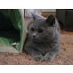 Cherry, Britisch Kurzhaarkatze - Katze