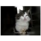Cherry, Hauskatze-Perserkatze - Kater