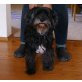 Cherry, Tibet-Terrier - Hündin