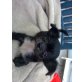 Cherry und Flocke, Chihuahua-Pekingnese Mix - Hündin