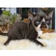 Cherubiens Rexchen Balthasar, Devon Rex - Kater