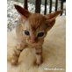 Cherubiens Rexchen Kaspar, Devon Rex - Kater
