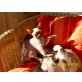 Cherubiens Rexchen Stuart, Devon Rex - Kater