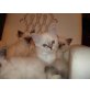 Cherubiens Silver Angel Umi-Uma, Heilige Birma - Katze