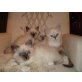 Cherubiens Silver Angel Uno, Heilige Birma - Kater