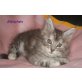 Chery, Maine Coon - Katze