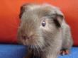 Chesmu, English Crested - männlich