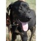 Chester, Boxer Labrador - Rüde