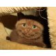 Chester,Cezar und Candy, Britisch Kurzhaarkatze - Kater
