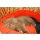 Chester,Cezar und Celine, Britisch Kurzhaarkatze - Katze
