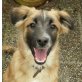 Chester, Collie X ? - Rüde