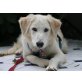 Chester, Golden Retriever Mischling Welpen - Rüde