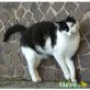 Chester, Hauskater - Kater