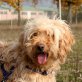 Chester, Kleiner Golden Doodle (Pudel Mix) - Rüde