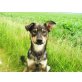 Chester, Schäferhundmix 13 Monate sucht neues zu Hause - Rüde