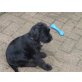 Chester, Schnauzer Welpen - Rüde