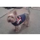 Chester, Yorkshire Terrier - Rüde