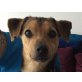 Chester, gibt gerne Küsschen - Rüde