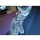 Chester, kann ich nicht sagen! - Kater