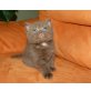 Chester und Cezar, Britisch Kurzhaarkatze - Kater