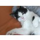 Chesterfield, Hauskatze (schwarz-weiß gefleckt) - Kater