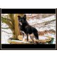 Cheto, Cheto belg. Schäferhund/HuskymixRüde - Rüde