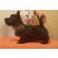 Chevalier Caesar of Garaths Kennel, Scottish Terrier Welpen - Rüde