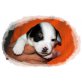 Chevy, Jack-Russell-Terrier Welpen - Hündin