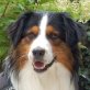 Chewy, Australian Shepherd Dog - Rüde