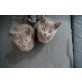 Chi-Chi & Sanji, Britisch Kurzhaarkatze - Katze
