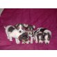 Chi-Hua-Hua/ Jack Russel Welpen - Rüde