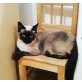 Chi, Siamesen - Kater