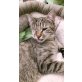 ChiChi, ChiChi, die blinde Zuckerschnute sucht - Katze