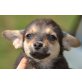 Chiara, Chihuahua Welpen - Hündin