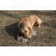 Chiara, Labrador Retriever - Hündin