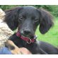 Chica, Mischling Welpen - Hündin